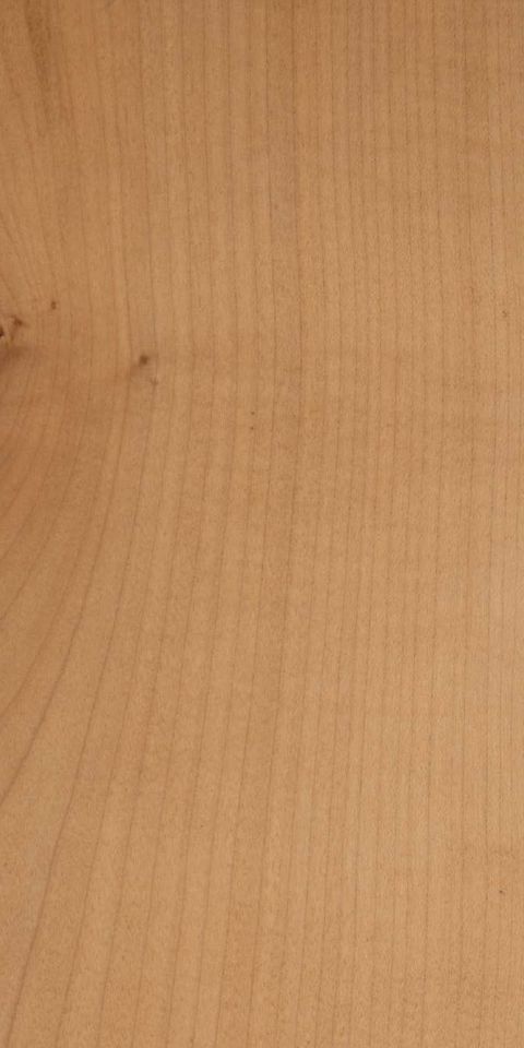 EUROPEAN SYCAMORE