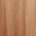 Lebanese Cedar F/C